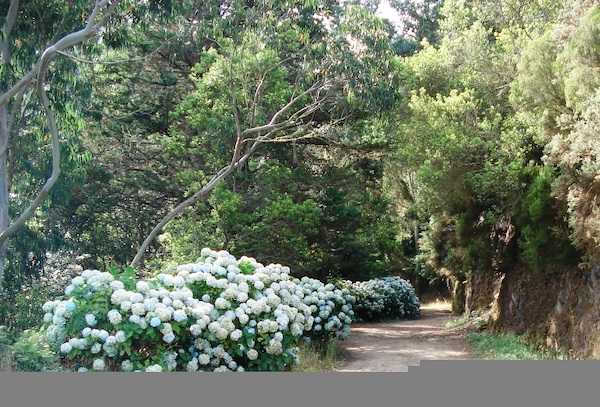 vereda do areeiro
