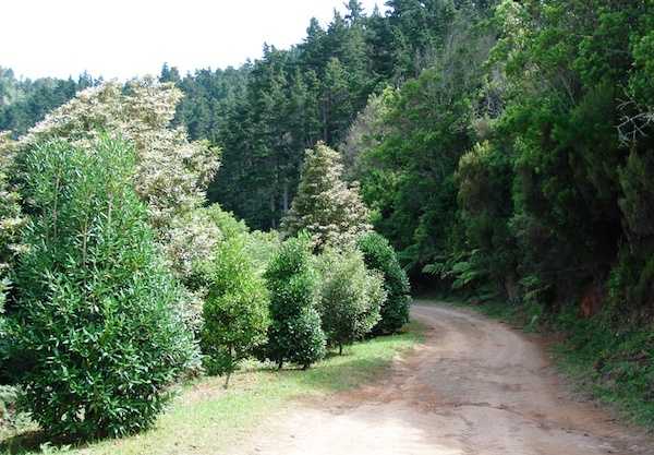 vereda do areeiro